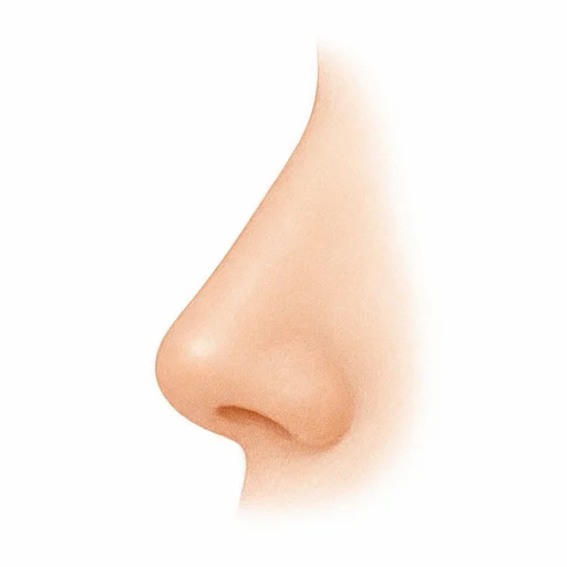 Illustrated flashcard — Nose