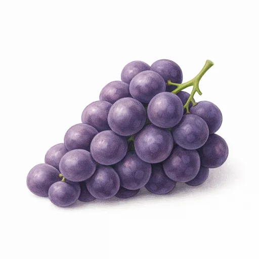 Illustrated flashcard — Grapes