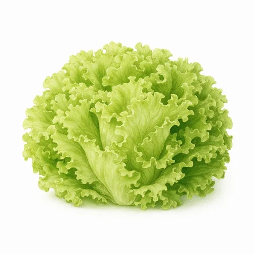 Illustrated flashcard — Lettuce